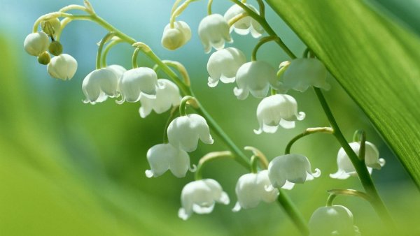 Ландыш серебристый