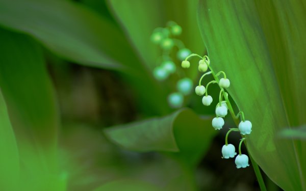 Весенние Ландыши