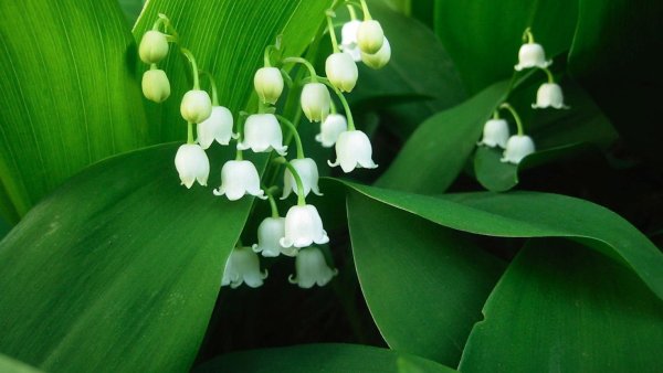Ландыш горный Convallaria Montana