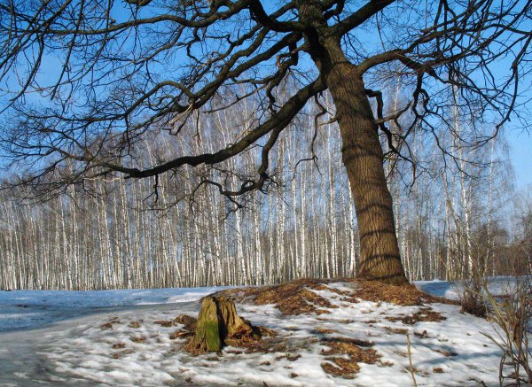 Ранняя Весна природа март