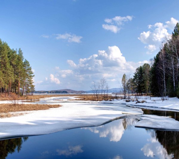 Весна в лесу