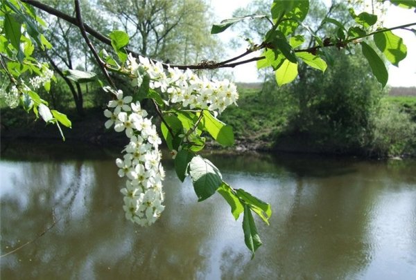 Цветущая черемуха у реки