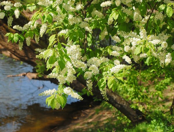 Черемуха у ручья