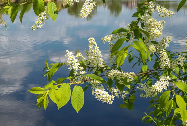 Цветущая черемуха у реки
