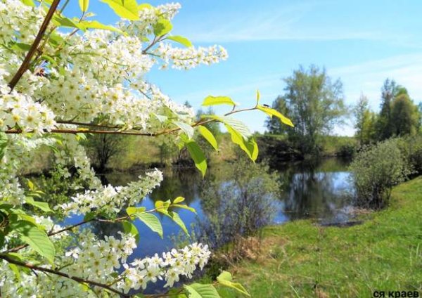 Цветущая черемуха у реки