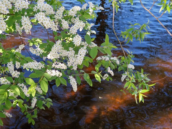 Черемуха Байкал