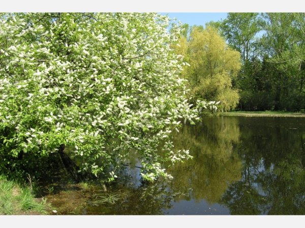 Цветущая черемуха у реки