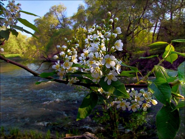 Цветение черёмухи