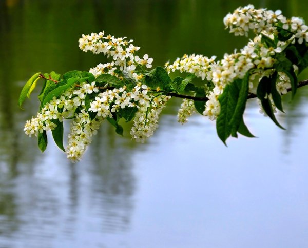 Черемуха на Енисее
