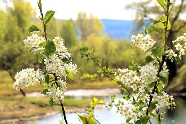 Цветет черемуха весной