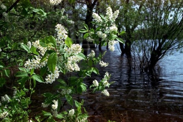 Ручей черемуха Соловей