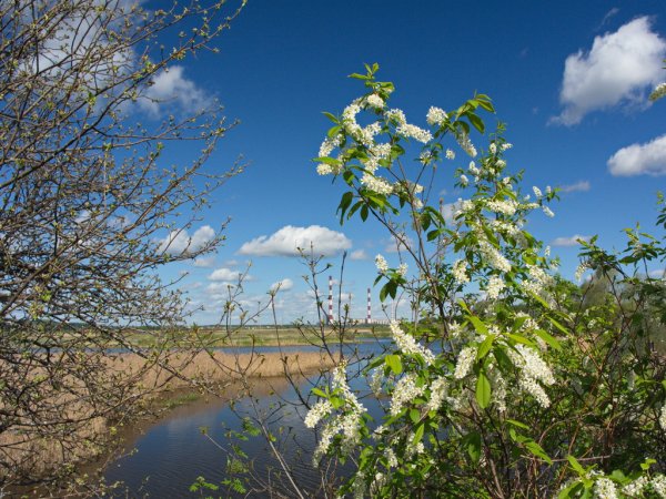 Черемуха цветет Ясная Поляна