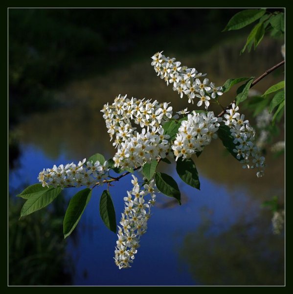 Ручей черемуха Соловей