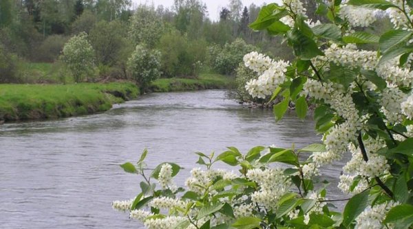 Черемуха над рекой