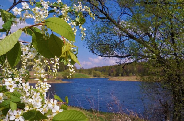 Черемуха Пенза