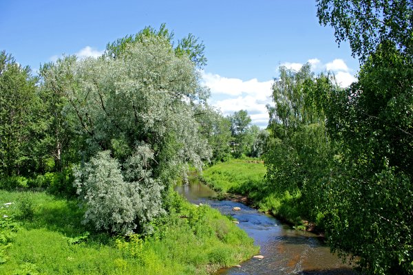 Черемуха Коми нецветущая