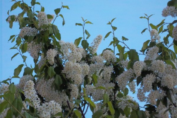 Цветущая черемуха вечером