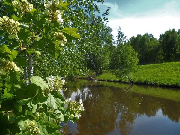 Картина Есенина черемуха