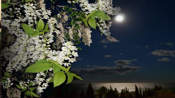 Черемуха дерево у ручья