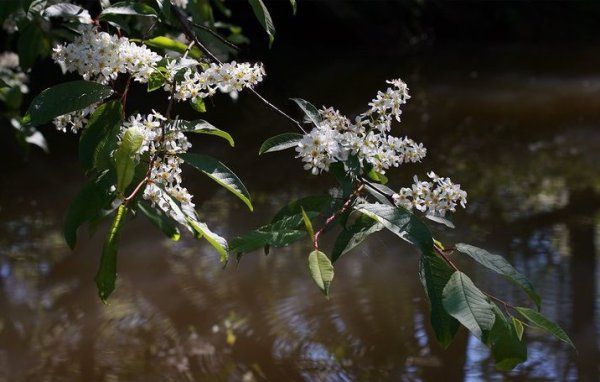 Цветущая черемуха Коми