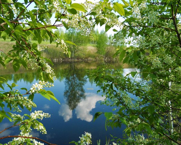 Черемуха у реки