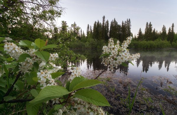 Черемуха обыкновенная зимой