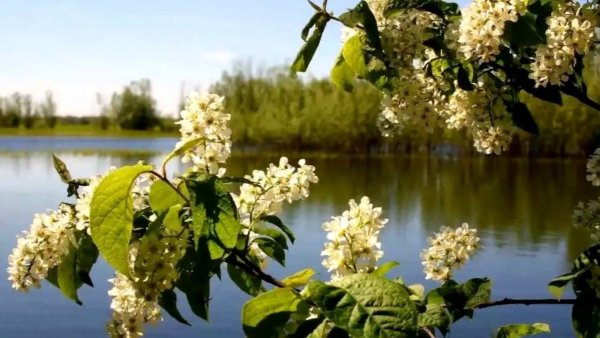 Весна река черемуха живопись