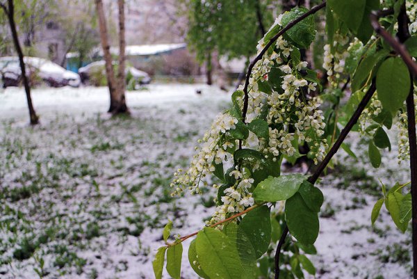 Картина Есенина черемуха
