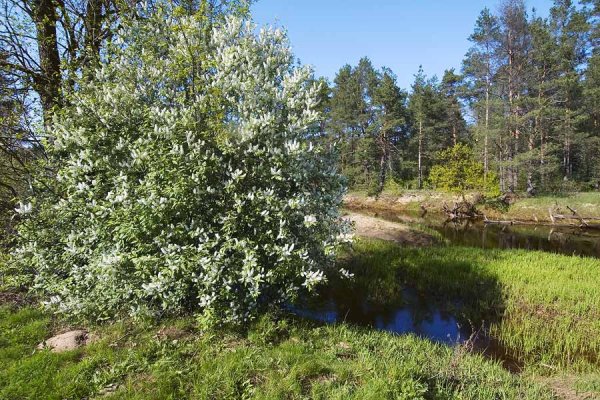 Астрахань черемуха