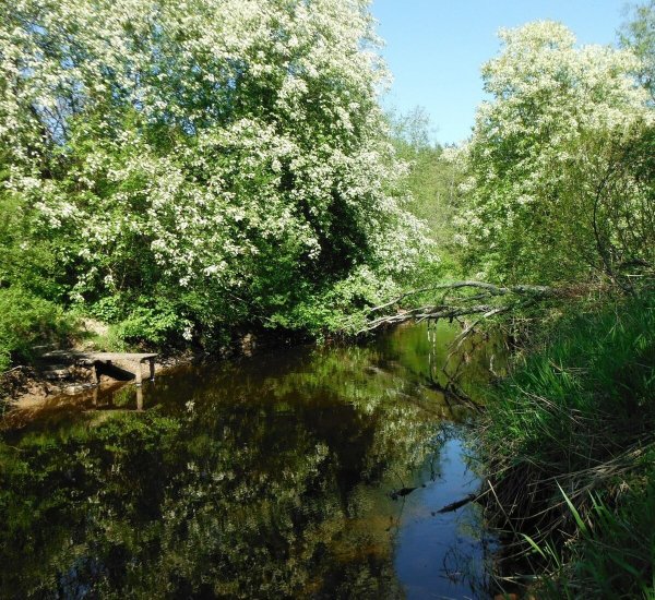 Черемуха речка Новокузнецк