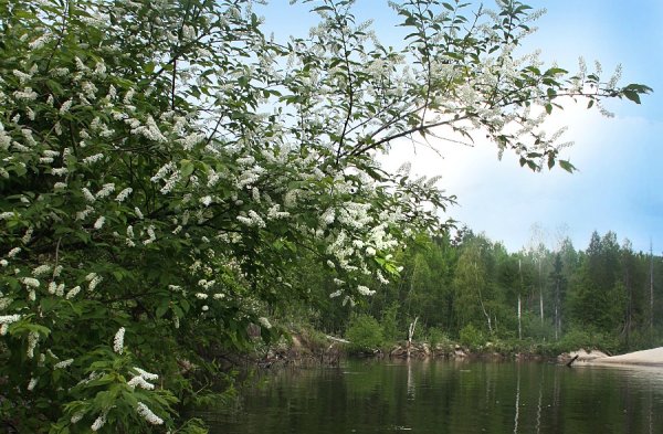Черемуха у реки