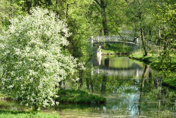 Черемуха возле речки