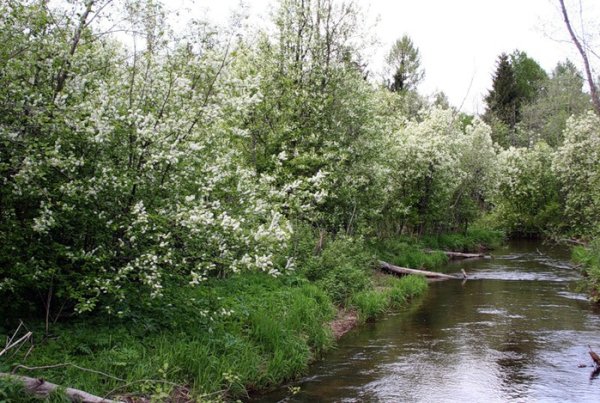 Вельск цветет черемуха