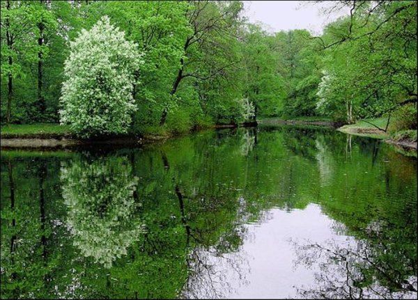 Черемуха природа Удмуртии