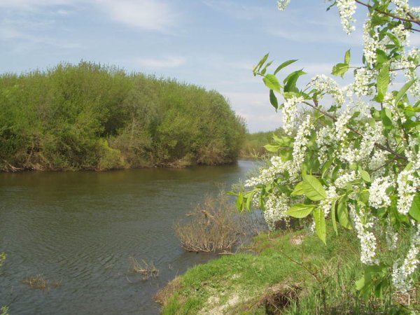 Черемуха цветение ручей