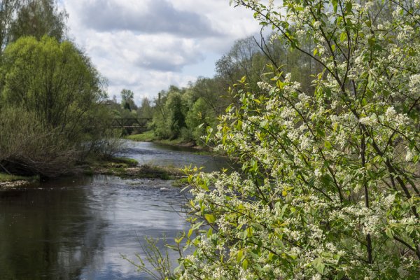 Черемуха дерево у ручья