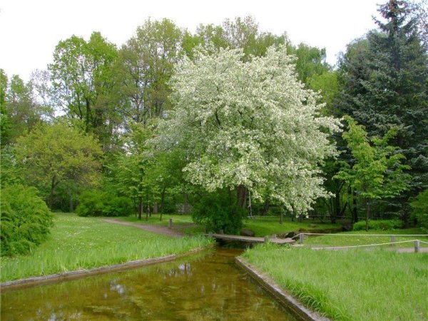 Влюбленные в черемухе