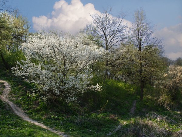 Черёмуха душистая у реки