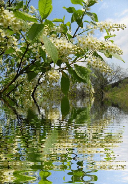 Художник Олег Бороздин черёмуха