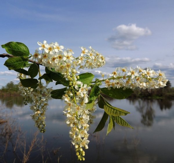 Черемуха природа Удмуртии