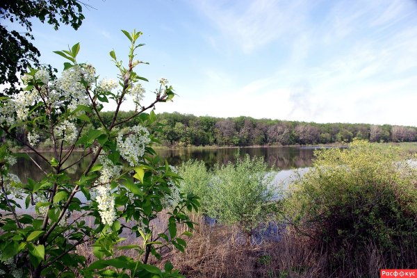 Черемуха Березовая роща