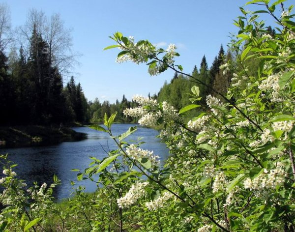 Весна цветет черемуха