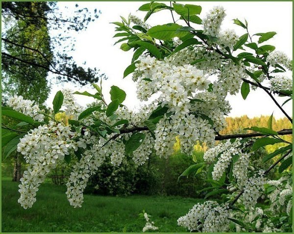 Черемуха плакучая