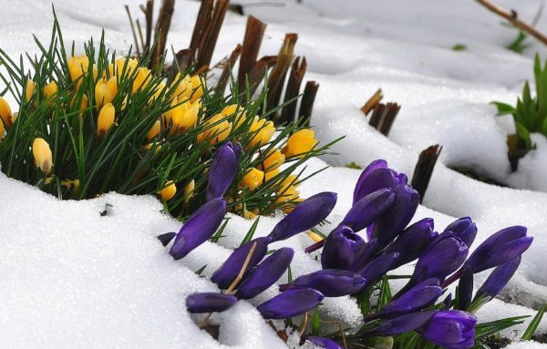 Мартовские цветы