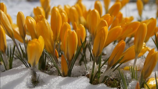 Ранняя Весна обои на рабочий стол