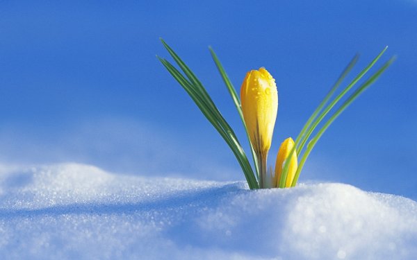 Весенняя трава