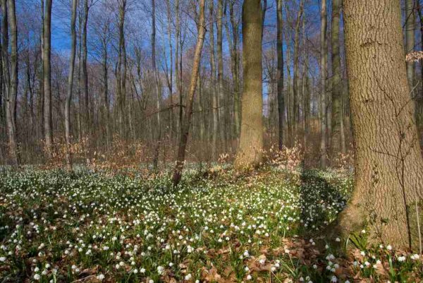 Лесная Поляна весной