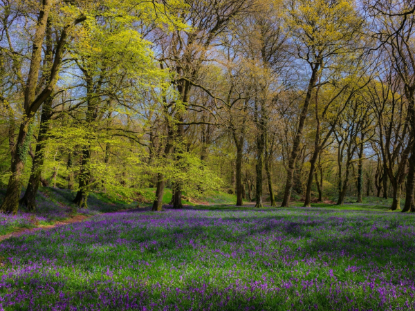 Поляна весной