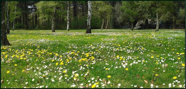Лесной пейзаж