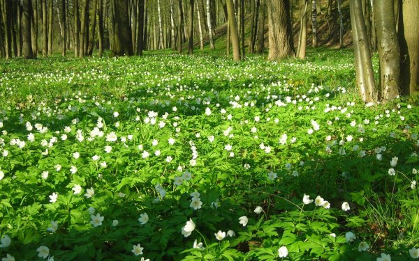 Луг голубое небо солнце